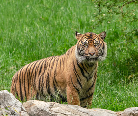 Beautiful female Sumatran tiger