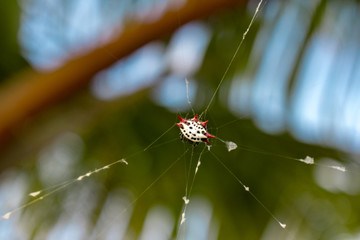 close up of Spiny Orb-weaver spider making a web with the sky and plants in the background