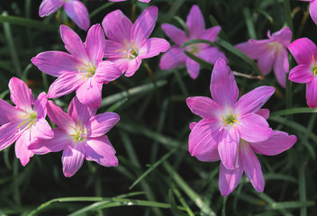 Zephyranthes grandiflora flowers top view