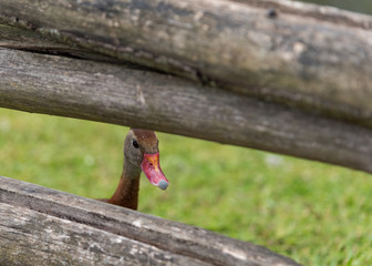 Whistling duck, Black-bellied Whistling-duck.