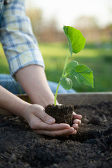 Woman gardening. Low section girl hand with sprouts