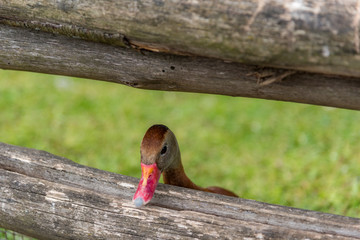 Whistling duck, Black-bellied Whistling-duck.