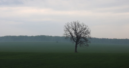 Obraz premium Lonely tree without leaves in spring in field on green grass in cloudy weather amid light spring fog