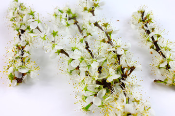 Blackthorn flowers twigs isolated on white background with shadow