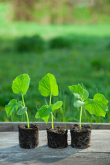 Young Sprout Cucumber Planted in the ground in the Garden. In Spring