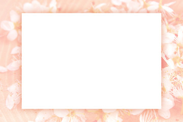 Blackthorn pastel background, paper blank, spring modern concept