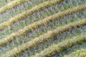 beautiful lavender  flowers from above