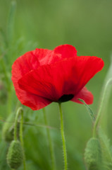 Fototapeta premium closeup of isolated poppy in a meadow at spring