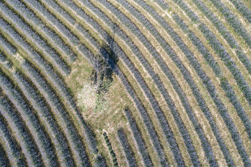 beautiful lavender flowers from above in koroshegy