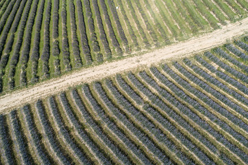 beautiful lavender flowers from above in koroshegy