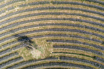 beautiful lavender flowers from above in koroshegy