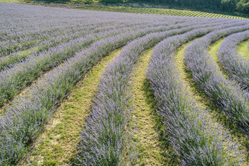 beautiful lavender flowers from above in koroshegy