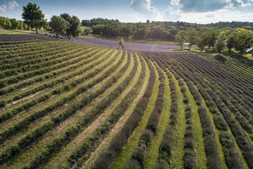 beautiful lavender flowers from above in koroshegy