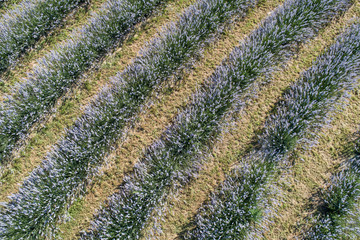 beautiful lavender flowers from above in koroshegy