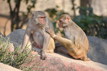 Assuring Hand on Shoulder : A young Rhesus Macaque monkey with a female adult resting together with blurry background. Image expressing assurance, love, emotional support, taken in Himalayas, INDIA