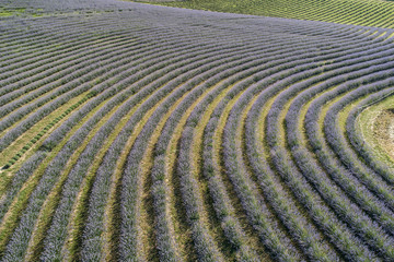 beautiful lavender flowers from above in koroshegy