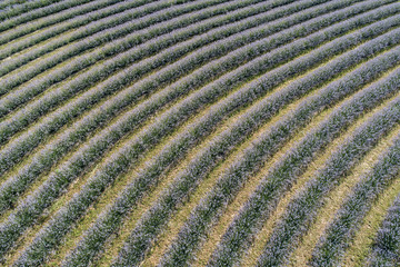 beautiful lavender flowers from above in koroshegy
