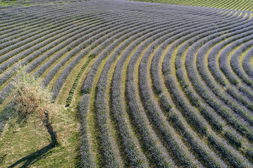 beautiful lavender flowers from above in koroshegy