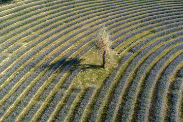 beautiful lavender flowers from above in koroshegy