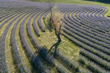 beautiful lavender flowers from above in koroshegy