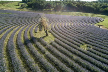 beautiful lavender flowers from above in koroshegy