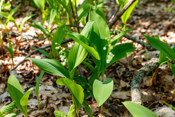Lily of the valley (Convallaria majalis) white flowers in forest at spring