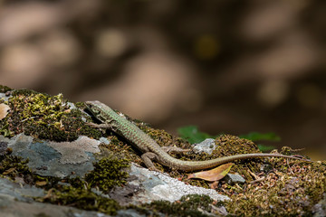 Erhard's Wall Lizard (Podarcis erhardii naxensis) sitting on a stones close-up in a sunny day