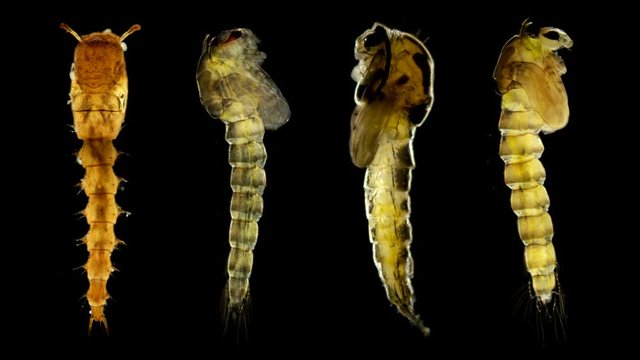 mosquito larvae under a microscope, four different species of larvae at the pupal stage or nympha, do not eat anything and just swim in the water
