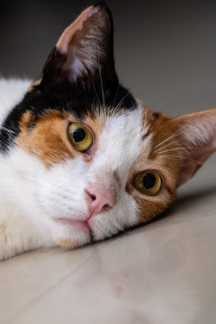 gata blanca y cafe