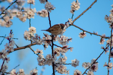 Sparrow happy spring