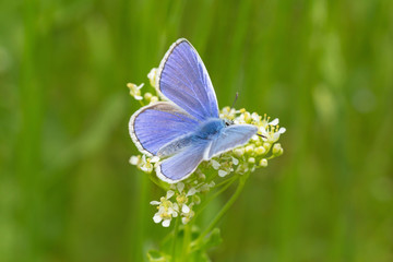 blue butterfly on white flower in green grass