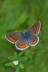 brown butterfly with opened wings in green grass