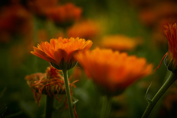 Orange Yellos Calendula in the garden - Ringelblumen