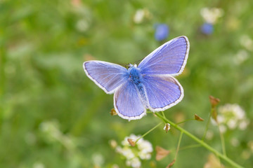 blue butterfly with opened wings on wild flower