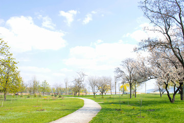 The photo of park with green grass and trees in blossom