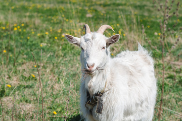 White horned goat wearing a collar eating dry grass on a green meadow on a summer sunny day