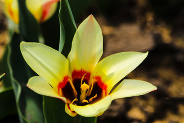 Bright and colorful flowers tulips on the background of spring landscape.