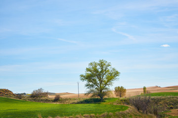 Obraz premium Landscape in spring with fields full of brown and green colors
