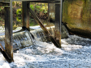 Der Heidefluss Neetze, Lüneburger Heide