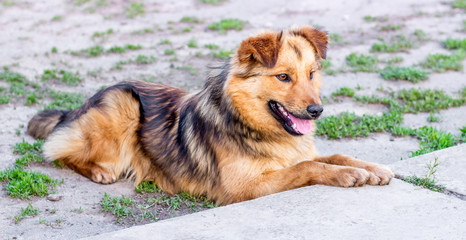 A beautiful shaggy dog lays on the ground and protects the farm_