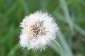 Dandelion 01