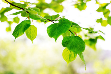 Fototapeta na wymiar Branch of linden with fresh green leaves on a light background_