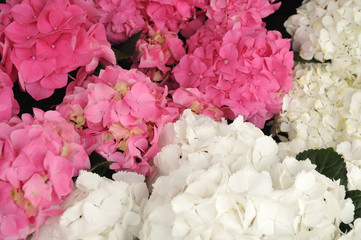 large flower heads of pink and white hydrangeas