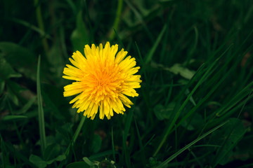 Close up of single illuminated yellow dandelion in the green grass on meadow on dark background - photo from above. Top view of bright dandelion with empty copy space for your text - toned image.