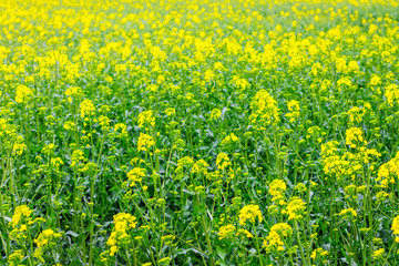 Yellow-green field of rape  during flowering, top view_