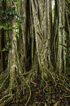 Strangler figs and trees in the rain forest of Belize.