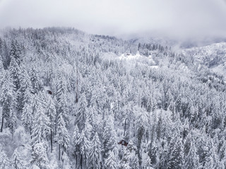 Low aerial view of snow covered forest in the Sierra Nevada Mountains of California.