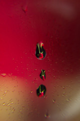 Efecto gota como lente, rosa inversa, rosa detrás de un cristal lleno de gotas