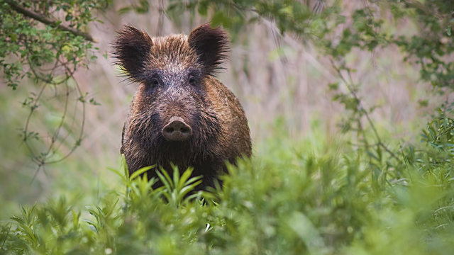 Front view of wild boar, sus scrofa, standing partially hidden in tall vegetation in spring forest. Wild animal in nature facing camera with copy space.