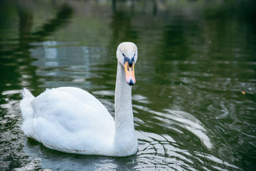 white swan bird close up at in the water